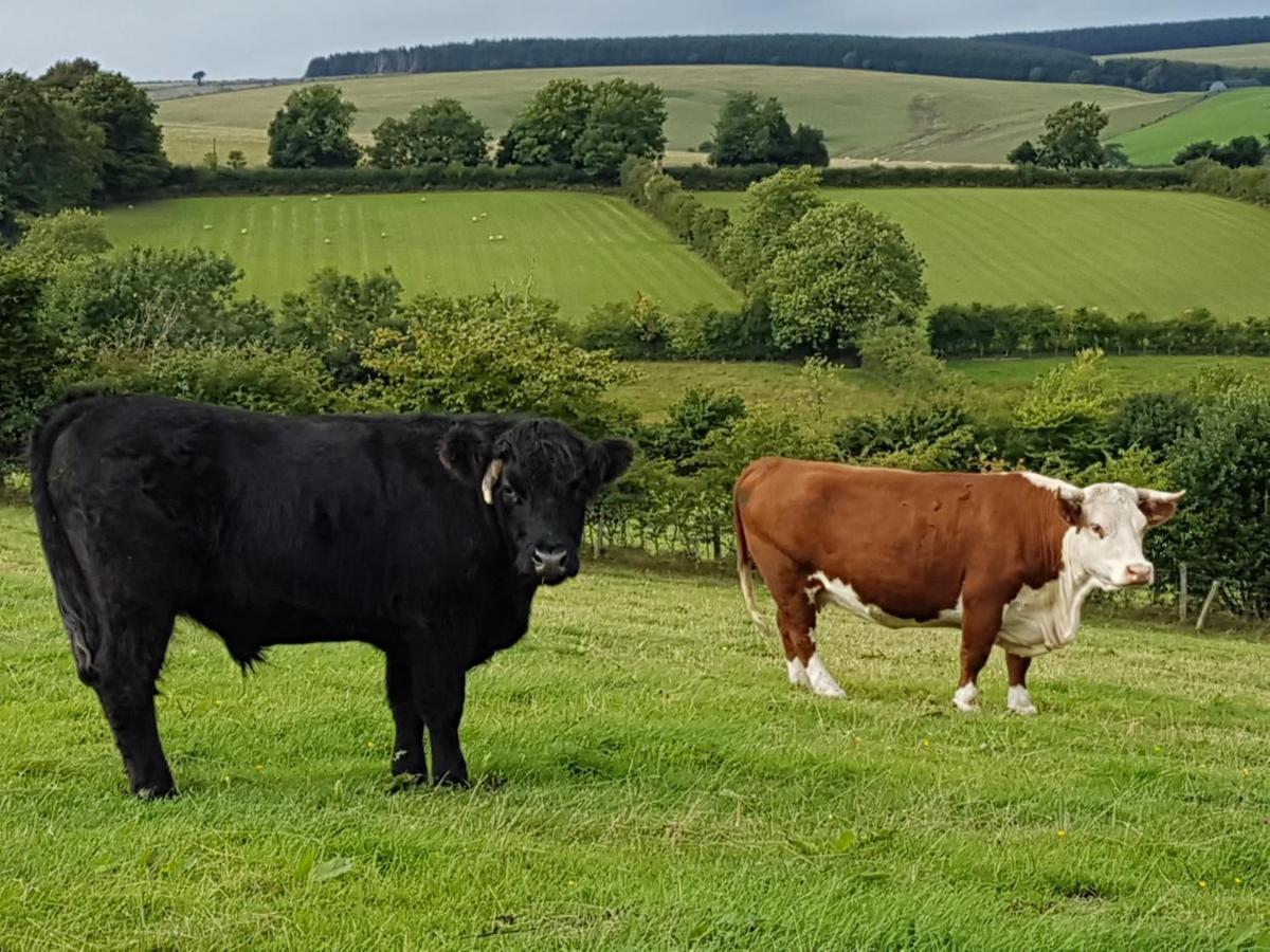 Foxglove Accommodation Craven Arms Luaran gambar
