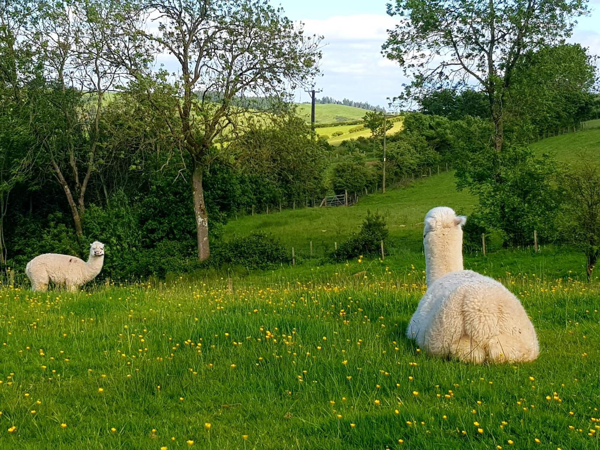 Foxglove Accommodation Craven Arms Luaran gambar