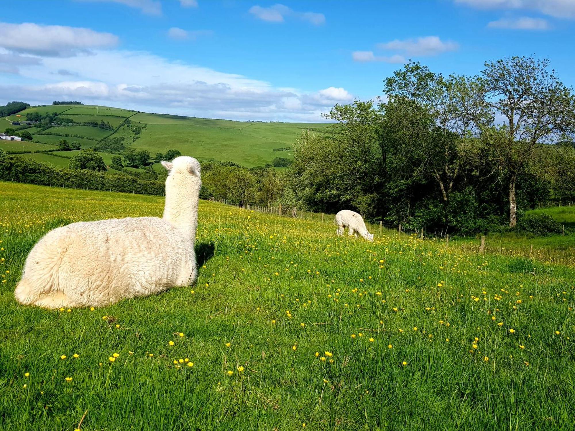 Foxglove Accommodation Craven Arms Luaran gambar